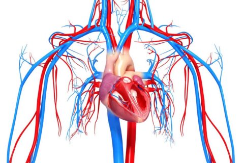 Full-Service Cardiovascular Testing Service